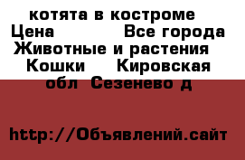 котята в костроме › Цена ­ 2 000 - Все города Животные и растения » Кошки   . Кировская обл.,Сезенево д.